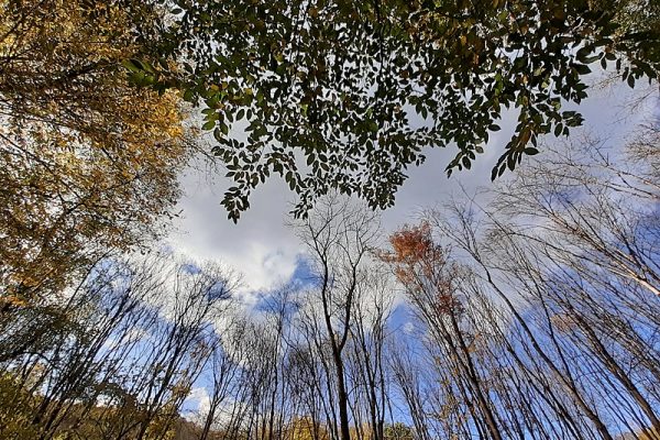 800px-Զիկատարի_արգելավայրի_ծառեր