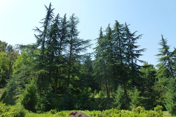 Ijevan_dendropark_jun_2015_05