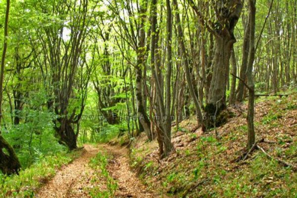 cropped-5_1112_1329072019